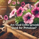 Featured image of an article having title Are Used Coffee Grounds Good for Petunias